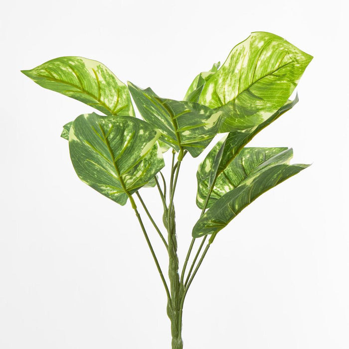 Pothos Leaf Bush Variegated set of 2