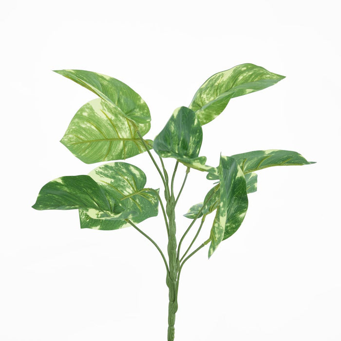 Pothos Leaf Bush Variegated set of 2