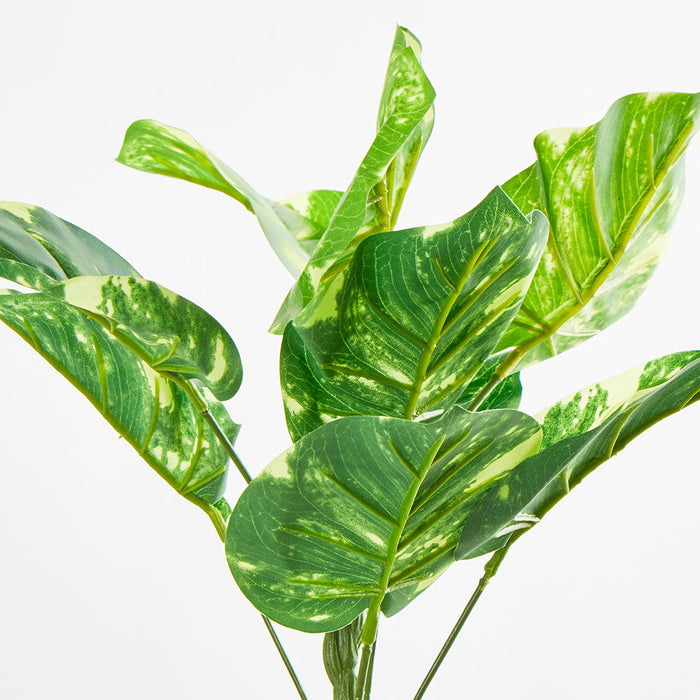 Pothos Leaf Bush Variegated set of 2
