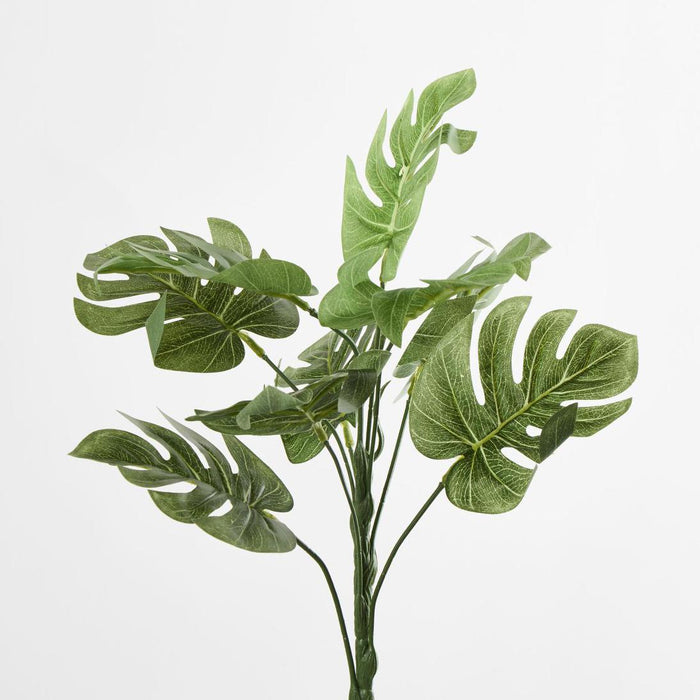 Monstera Bush set of 12