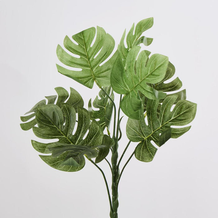Monstera Bush set of 12