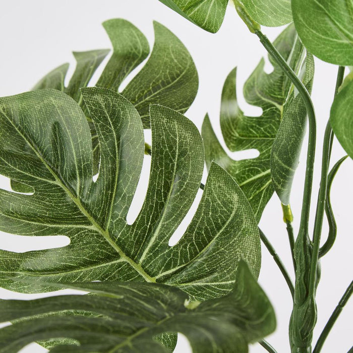 Monstera Bush set of 12