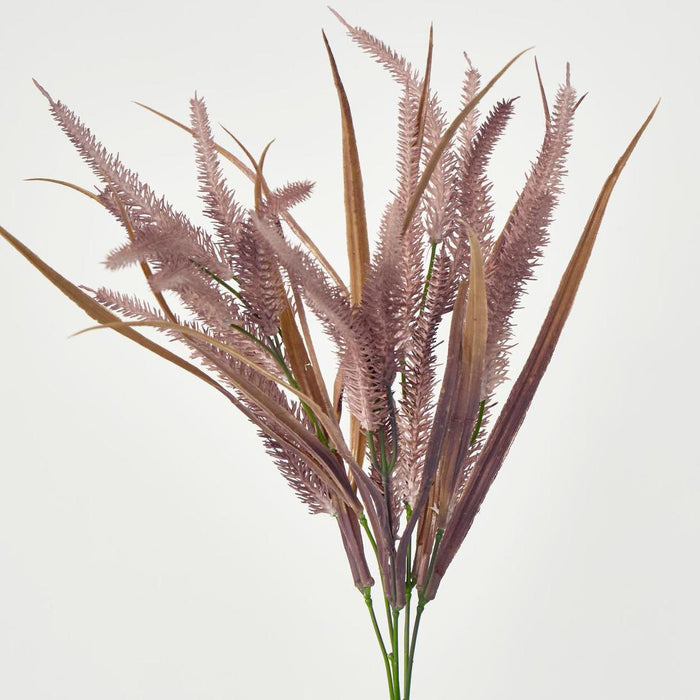 Pampas Grass Bush Pink set of 12