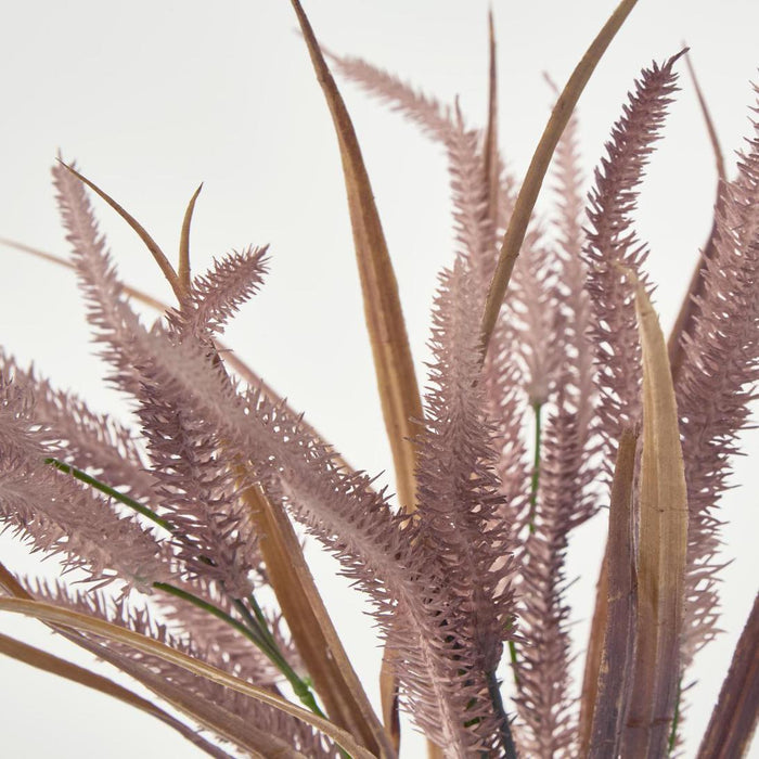 Pampas Grass Bush Pink set of 12