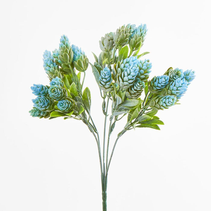 Hop Bush Blue set of 12