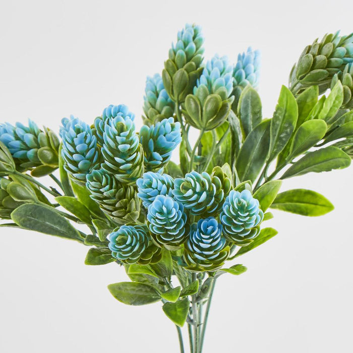 Hop Bush Blue set of 12