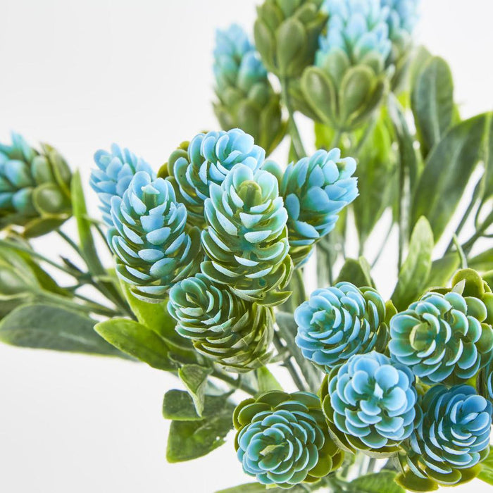 Hop Bush Blue set of 12