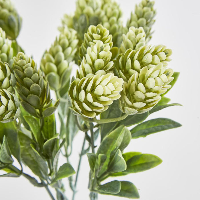 Hop Bush Green set of 12