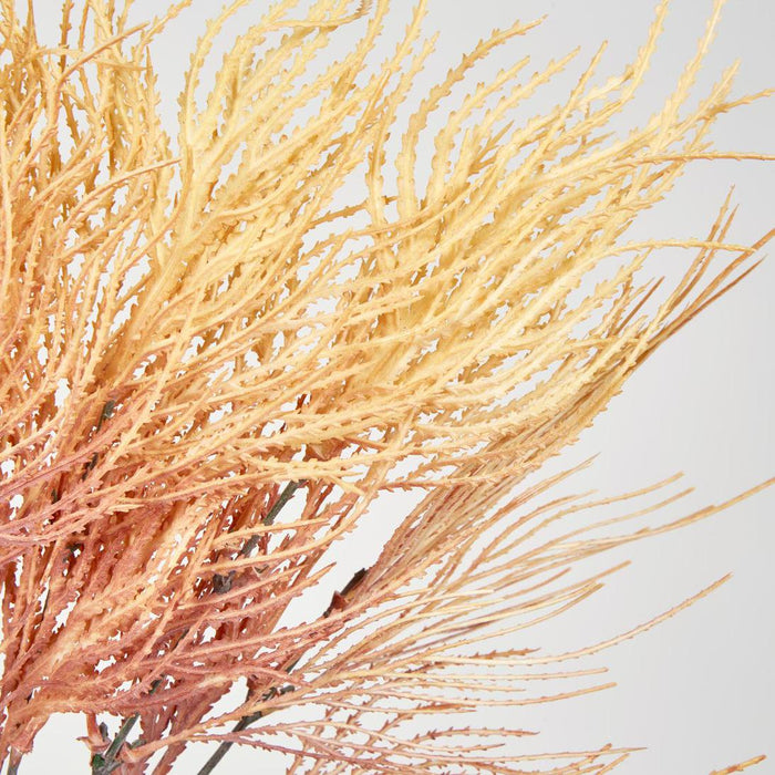 Pampas Grass Bush Orange 12 pcs