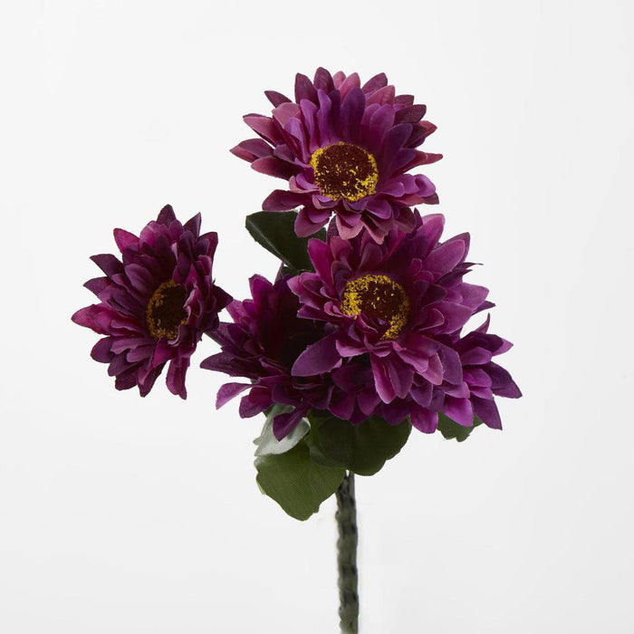 Gerbera Bush Dark Box of 60 30 pcs