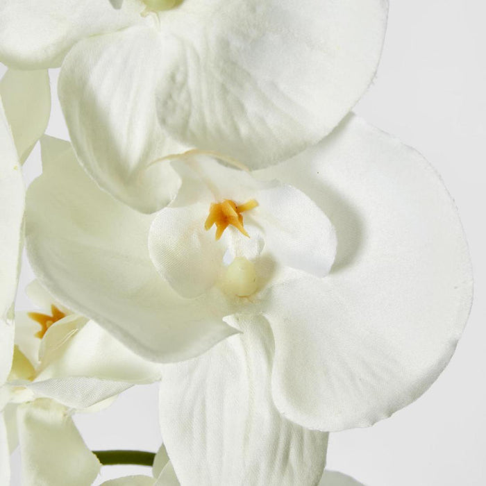 Moth Phalaenopsis Orchid Spray White 6 pcs