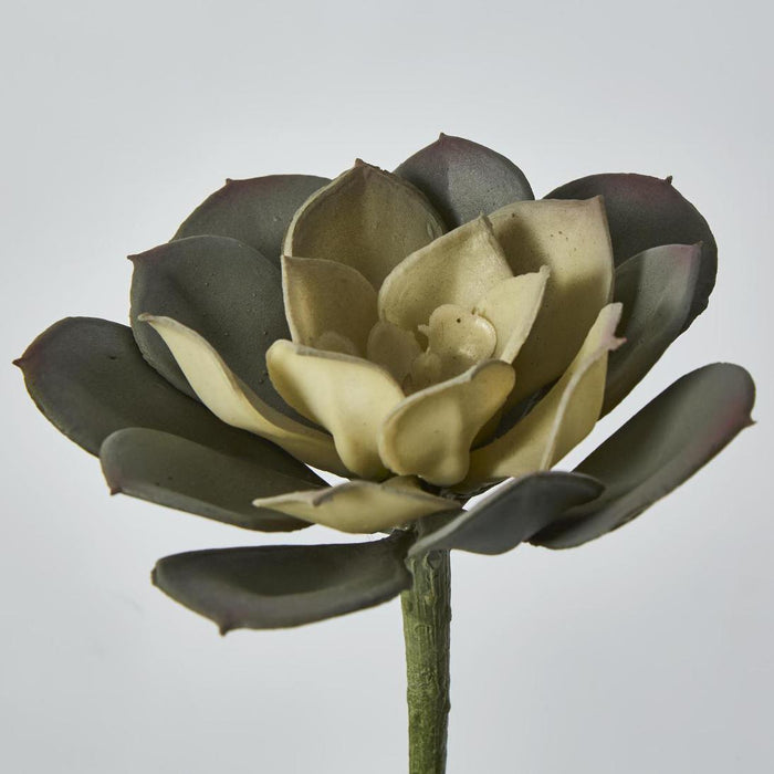 Echeveria Fimbriata Succulent Lge 6 pcs