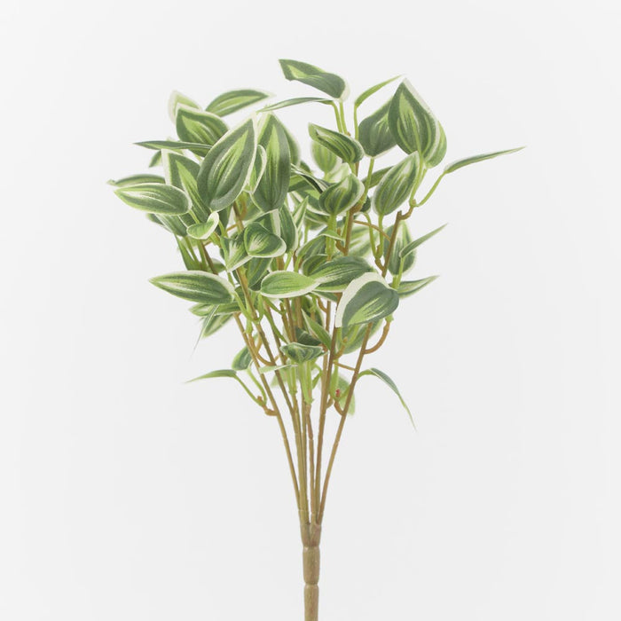 Wandering Jew Bush Green set of 6