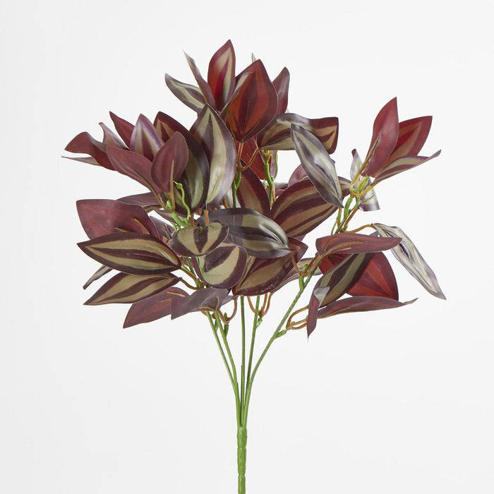 Wandering Jew Bush Purple 6 pcs
