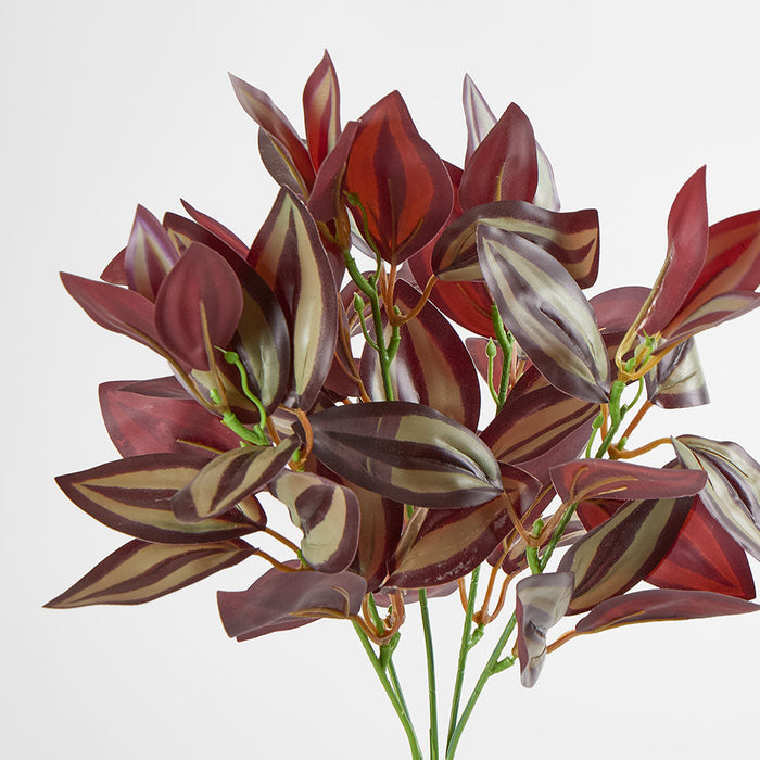 Wandering Jew Bush Purple 6 pcs