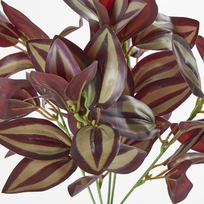 Wandering Jew Bush Purple 6 pcs