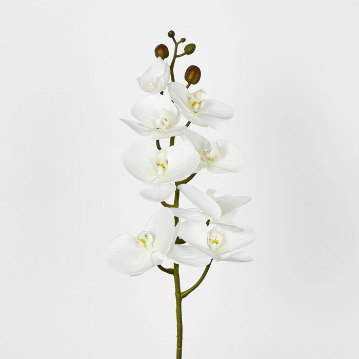 Phalaenopsis Orchid stem with 7 Flowers White