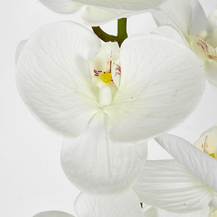 Phalaenopsis Orchid stem with 7 Flowers White