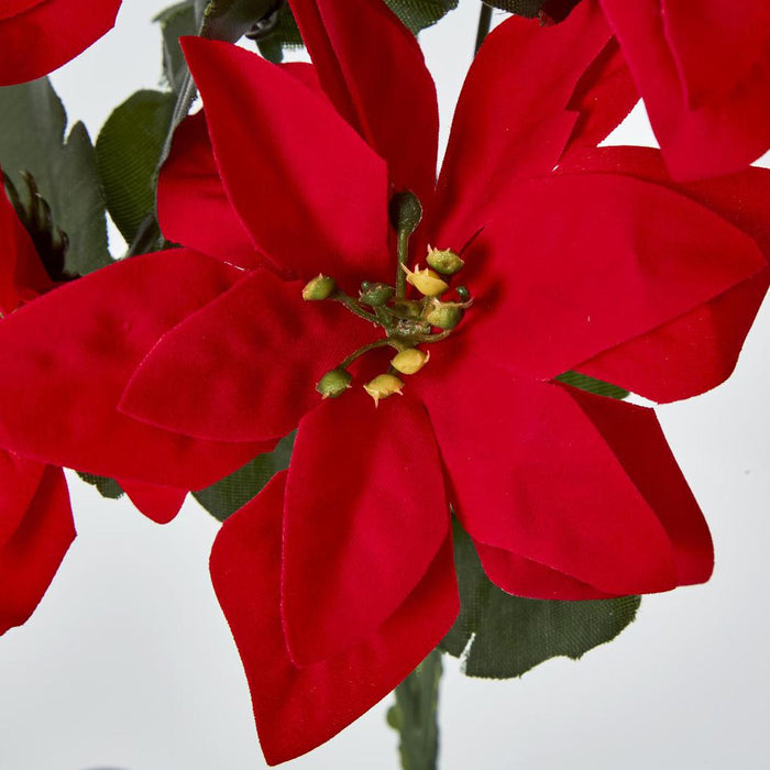 Poinsettia Bush Red Box of 60 30 pcs