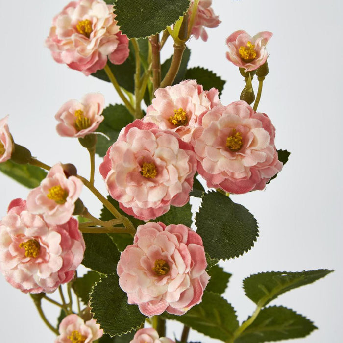 Burma Rose Spray Pink 6 pcs