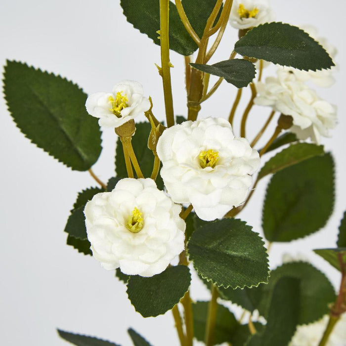 Pom Pom Rose Spray White 6 pcs