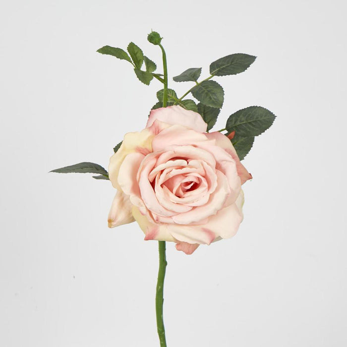 Queen Rose 35cm Blush Pink 6 pcs