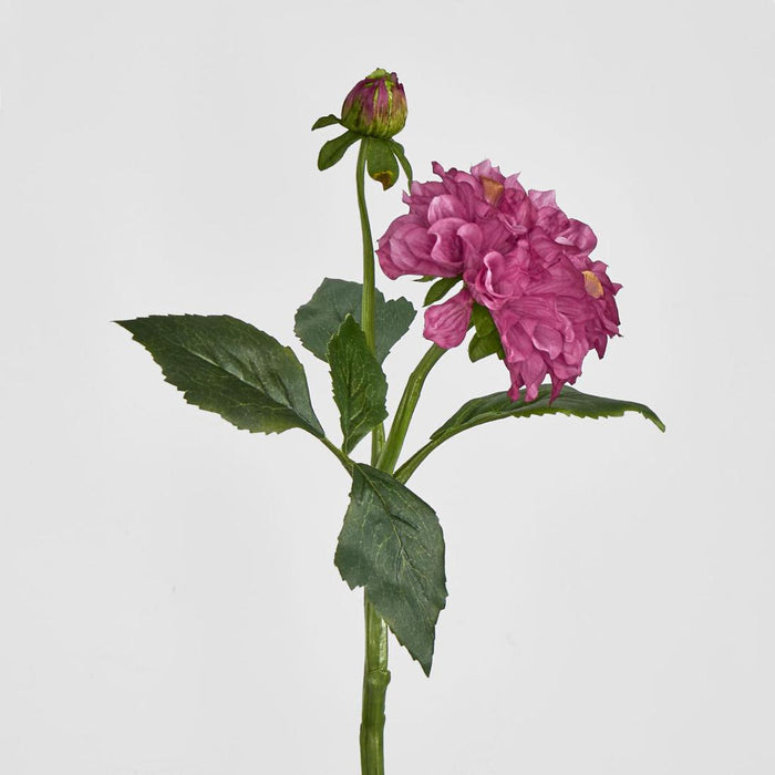 Frilly Dahlia Dark Pink 12 pcs