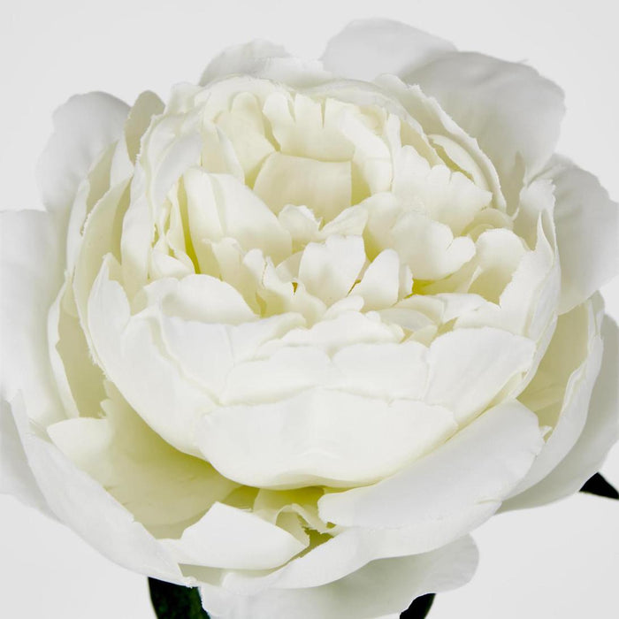 Peony Short Stem White 12 pcs