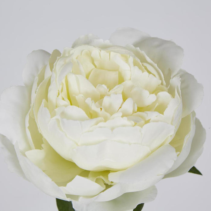 Peony Short Stem White 12 pcs