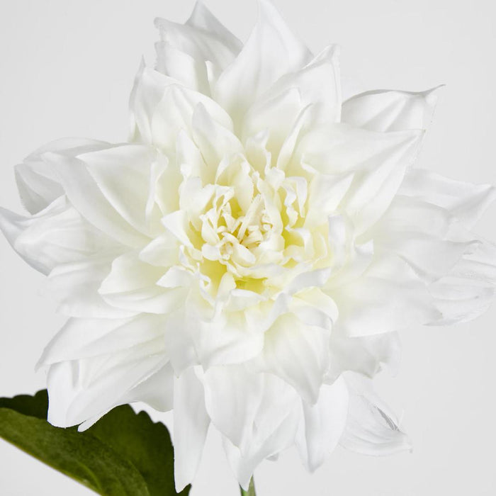 Dahlia 62cm White 6 pcs