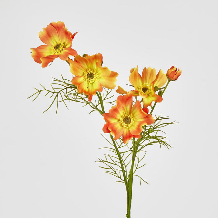 Cosmos Spray 64cm Orange 12 pcs