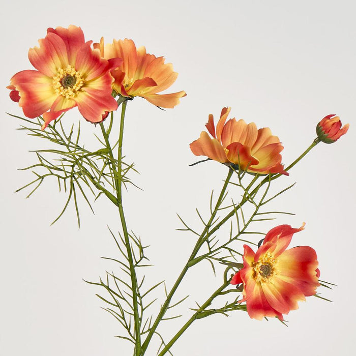 Cosmos Spray 64cm Orange 12 pcs