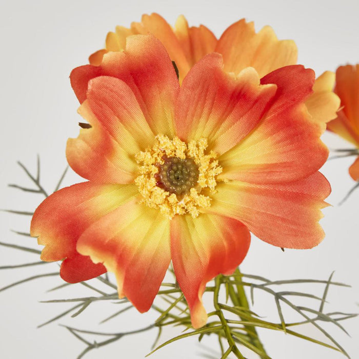 Cosmos Spray 64cm Orange 12 pcs