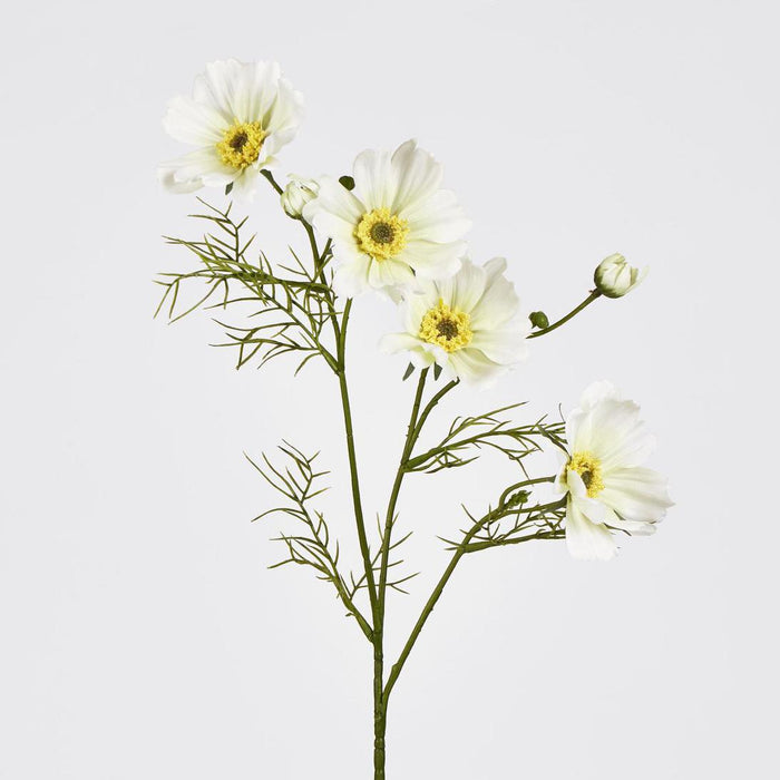 Cosmos Spray 64cm White 12 pcs