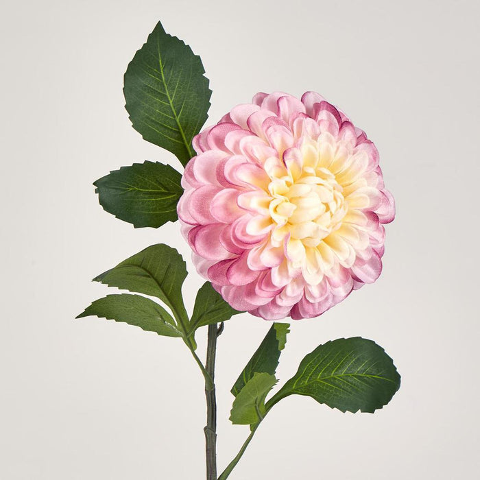 Single Ball Dahlia 74cm Yellow Pink 6 pcs