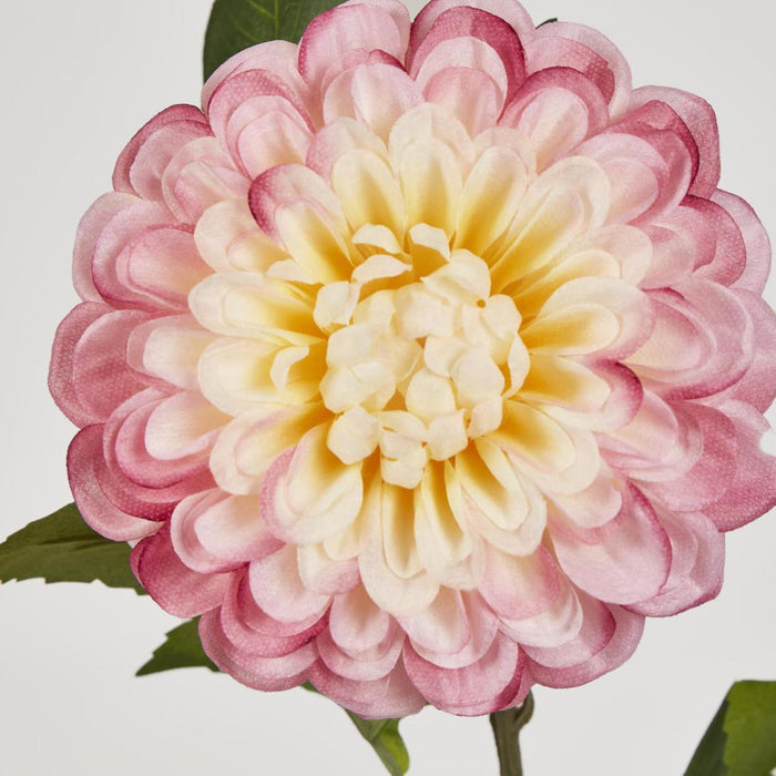Single Ball Dahlia 74cm Yellow Pink 6 pcs