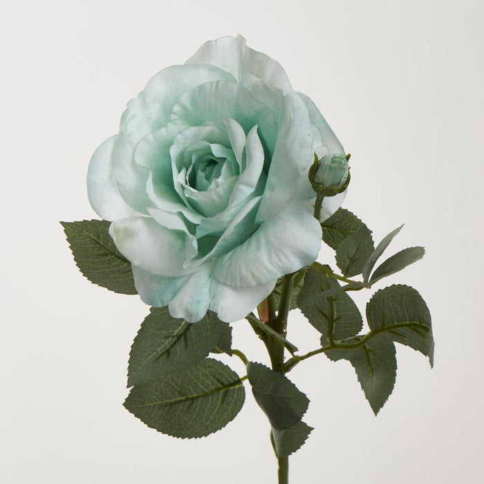 Colin Rose 64cm Green 6 pcs