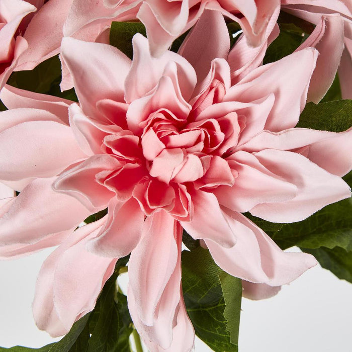 Dahlia Bush x 5 Dark Pink