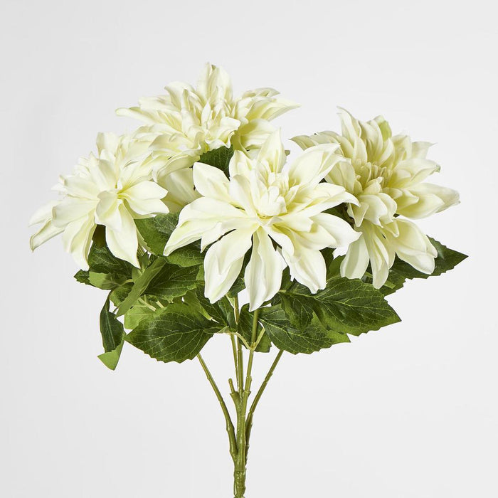 Dahlia Bush x 5 White