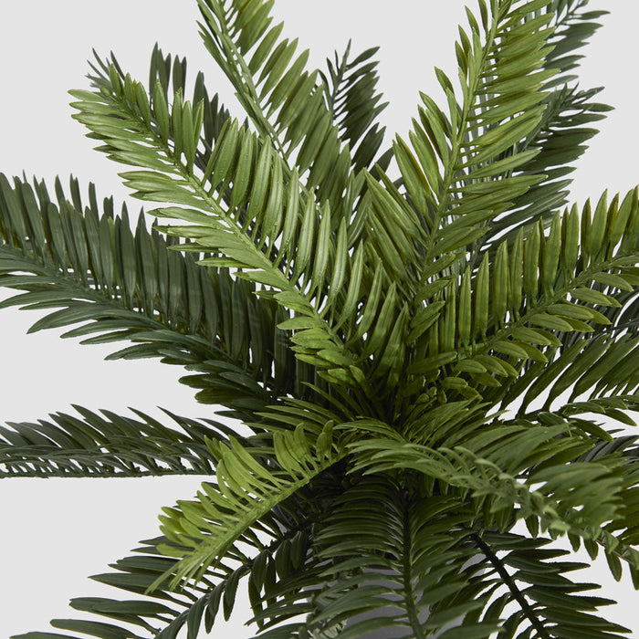 Mini Cycas Fern in Black Pot