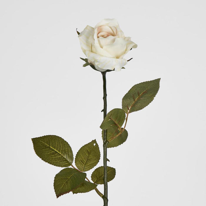 Long Stem Rose Cream 12 pcs