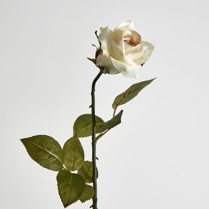 Long Stem Rose Cream 12 pcs