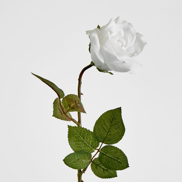 Long Stem Rose Pure White 12 pcs