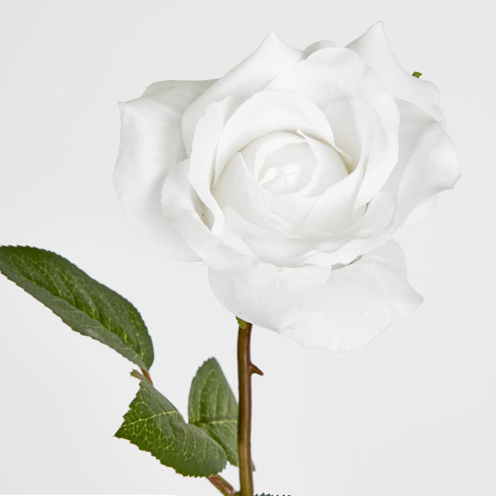 Long Stem Rose Pure White 12 pcs