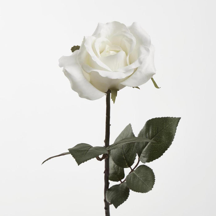 Long Stem Rose White 12 pcs