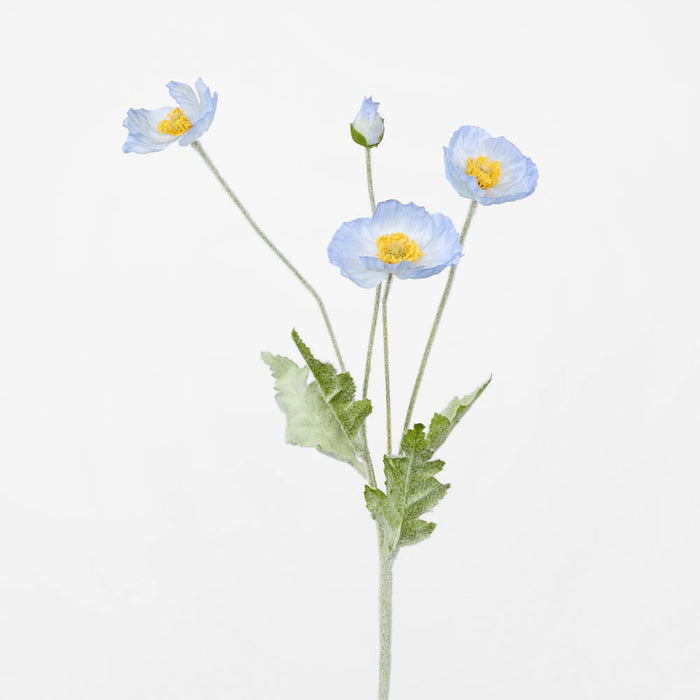 Poppy Spray Light Blue 12 pcs