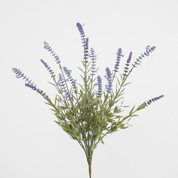 Lavender Bush Light Purple