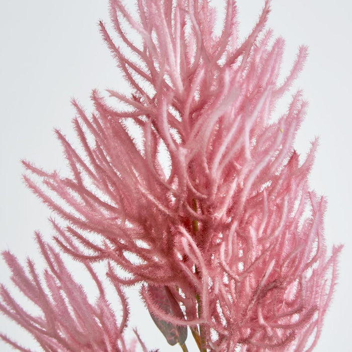 Smoke Bush Dark Pink 3 pcs