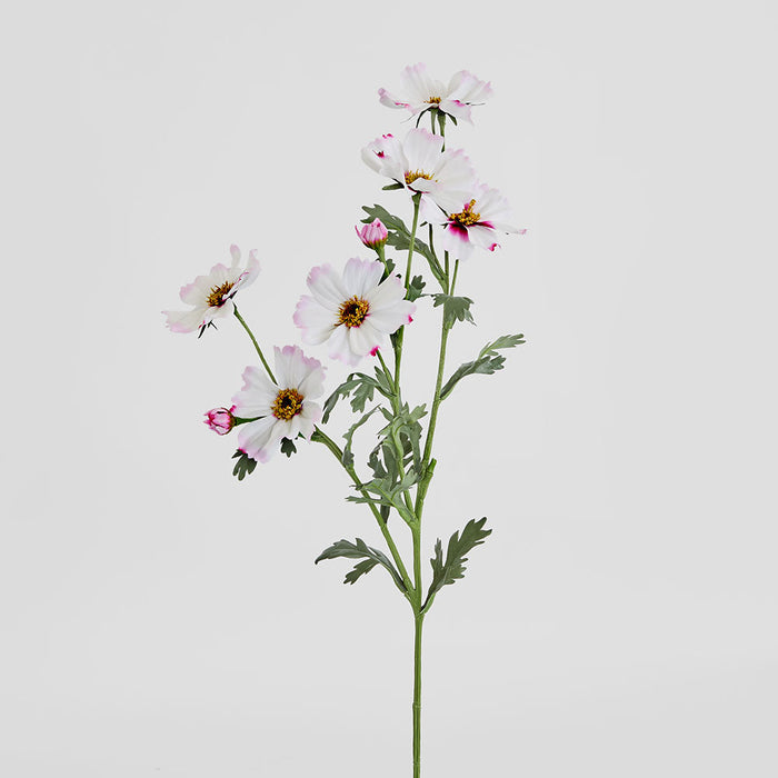 Cosmos Spray 85cm Pale Pink