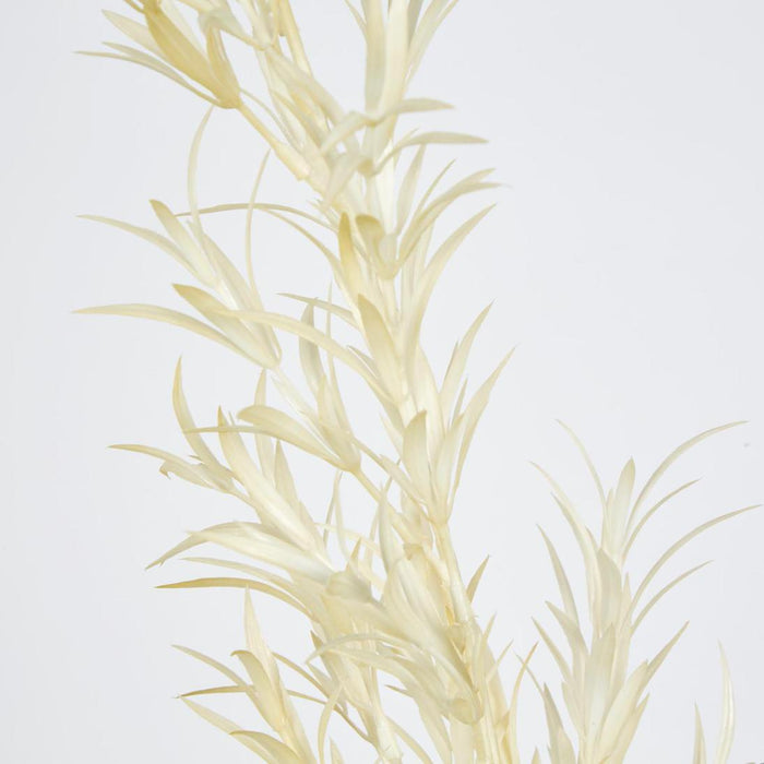 Podocarpus Grass Spray Beige 18 pcs